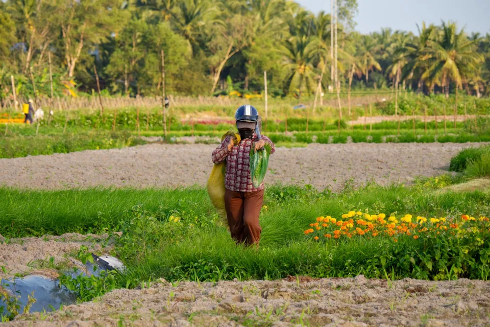 Vườn rau của Dương Thị Phi Thanh
